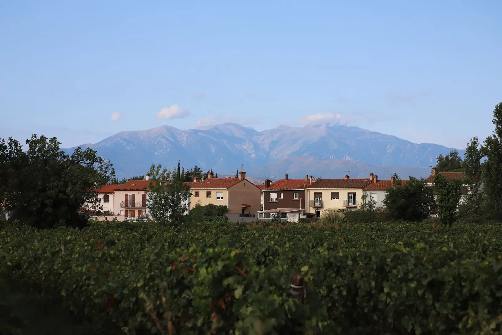 Le Canigou au-dessus des vignes du Roussillon